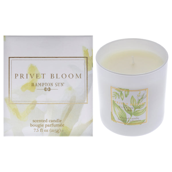 Privet Bloom Scented Candle by Hampton Sun for Unisex - 7.5 oz Candle