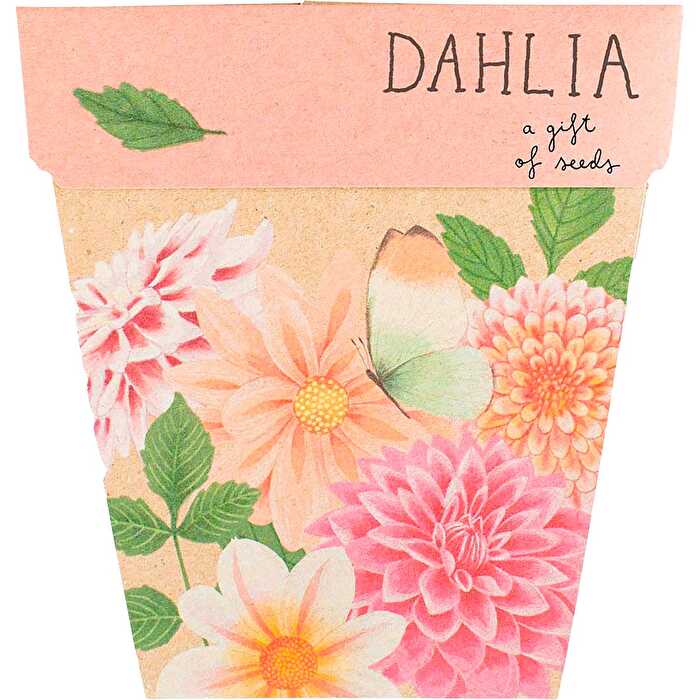 Sow 'n Sow Gift of Seeds Dahlia