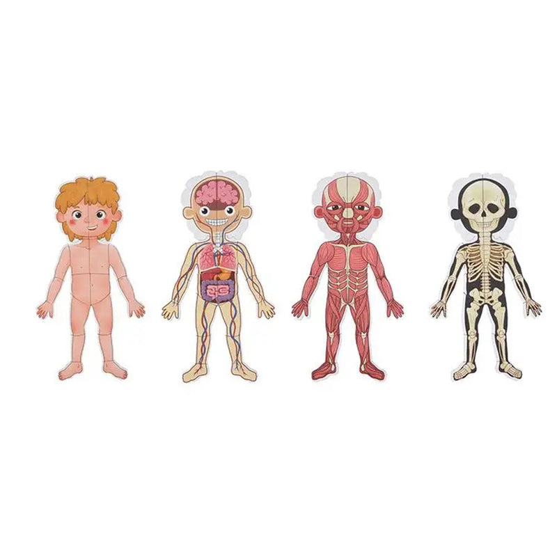 Tooky Toy Co Body Magnetic Chart  30x40x1cm